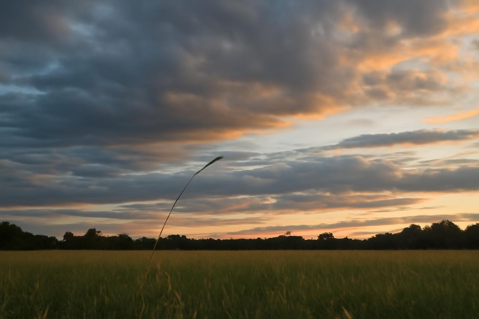 Evening sky with layered clouds over a field